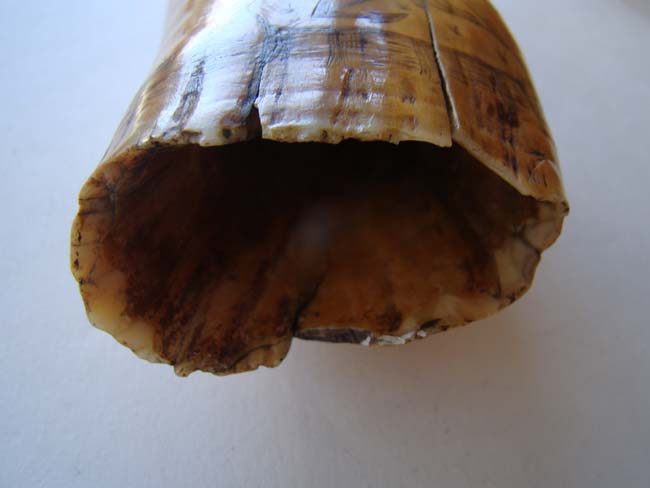 An American 19th century scrimshawed Whale's Tooth with depictions of COLUMBIA and HOPE circa 1840. — image 6